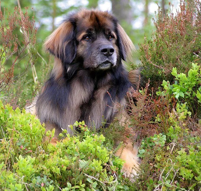 Порода собак леонбергер фото Lorcan Leonberger dog, Huge dogs, Dog breeds