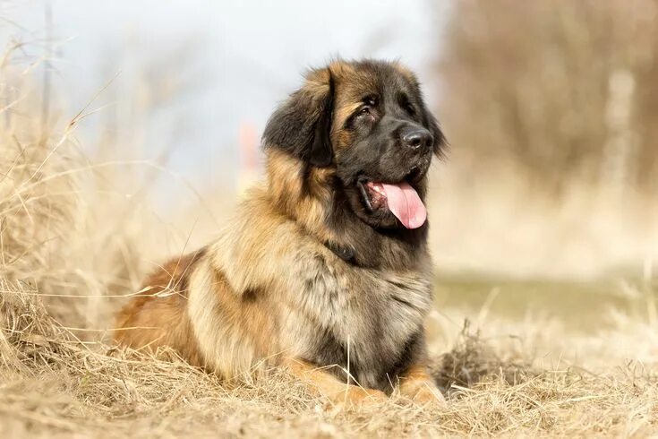 Порода собак леонбергер фото 23 Unique Dog Breeds You'll Want As Your Pet Leonberger dog, Unique dog breeds, 