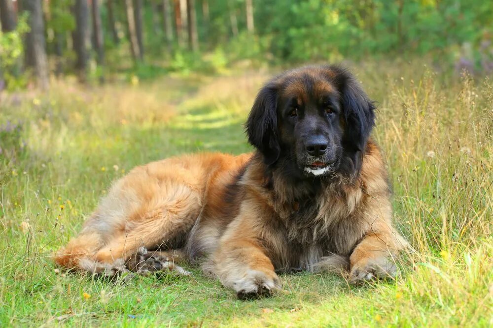 Порода собак леонбергер фото The best dogs for cottagers who love to lounge by the lake Leonberger dog, Massi