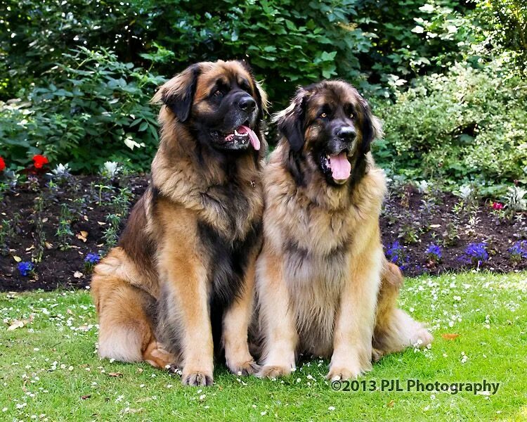 Порода собак леонбергер фото Leonberger dogs Leonberger dog, Dogs, Leonburger dog