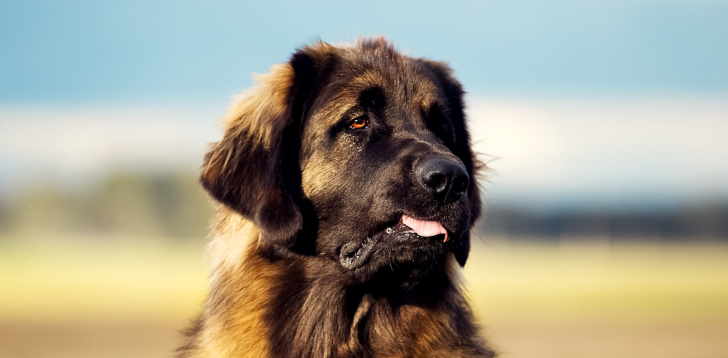 Порода собак леонбергер фото Leonberger Spiritual Meaning and Symbolism Astrology.com