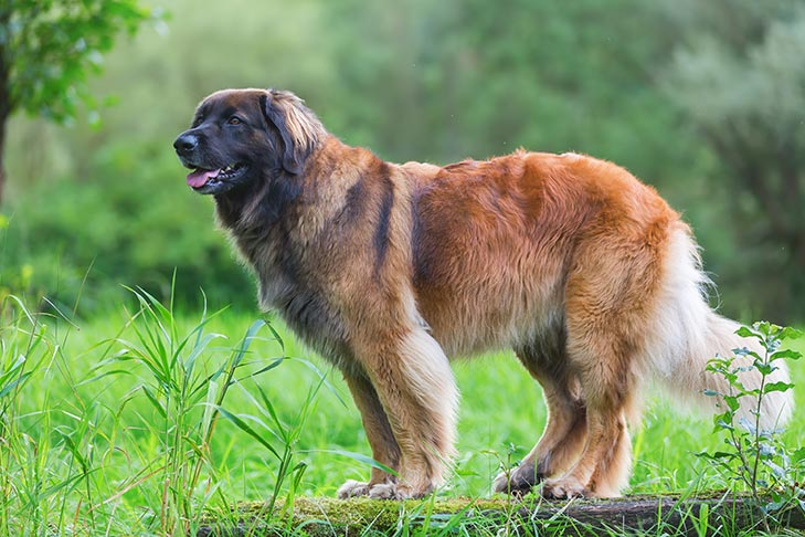 Порода собак леонбергер фото и описание породы Leonberger Dog Breed Information Leonberger dog, Gentle giant dogs, Unique dog b