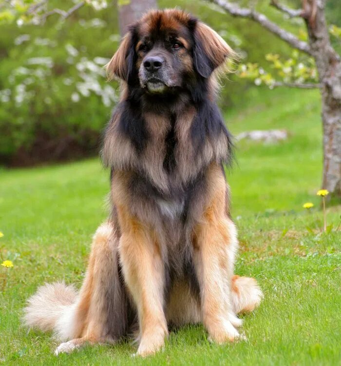 Порода собак леонбергер фото и описание породы Top 20 Cutest Dog Breeds around the World Leonberger dog, Large dog breeds, Cute