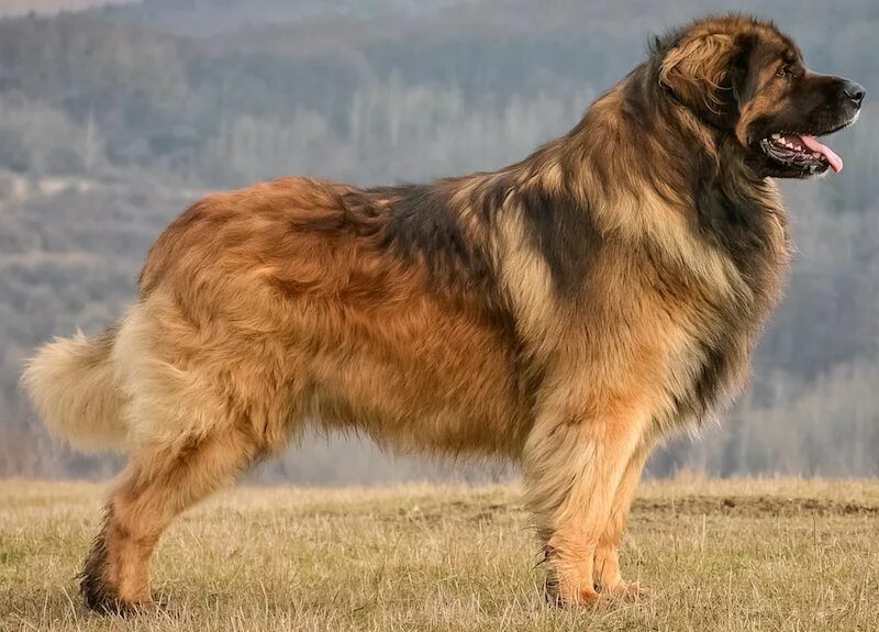 Порода собак леонбергер фото и описание породы Pin on Leonbergers