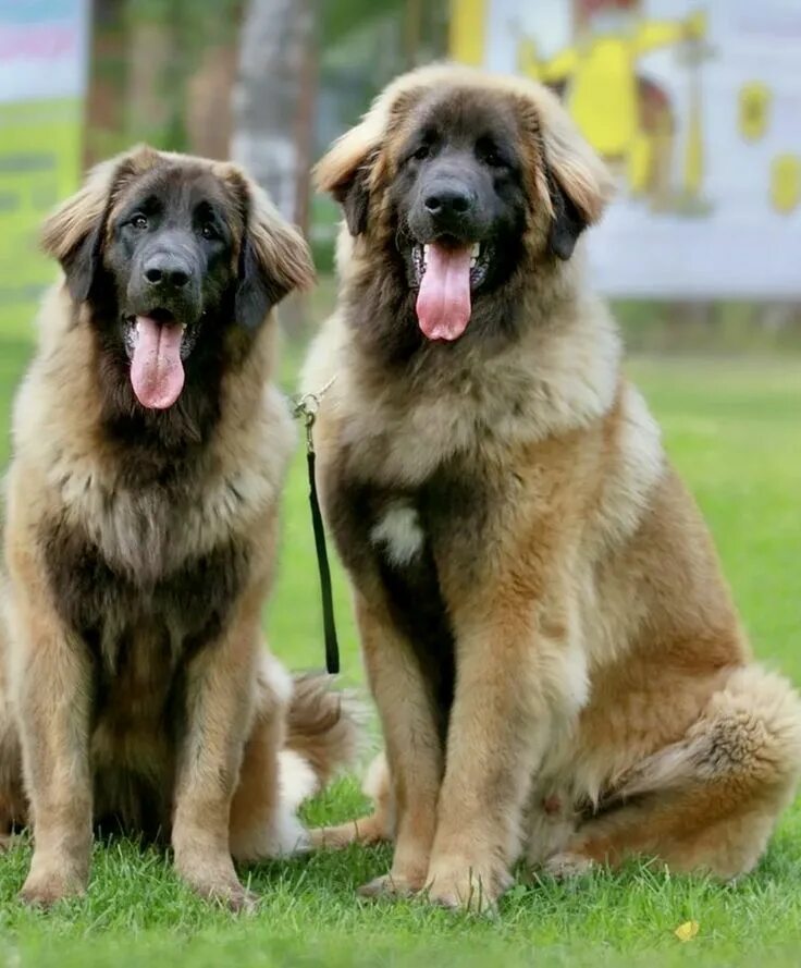 Порода собак леонбергер фото и описание породы Pin by belinda palmiter on corgi in 2023 Leonberger dog, Dog breeds, Leonberger