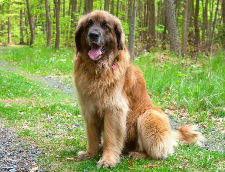 Порода собак леонбергер фото и описание породы Le leonberg,une force de la nature Leonberger dog, Large dog breeds, Dog breeds