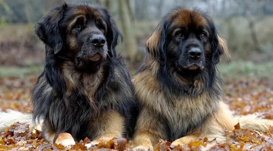 Порода собак леонбергер фото и описание породы Leonberger Dog Breed Information: Facts, Traits, Pictures & More Leonberger dog,