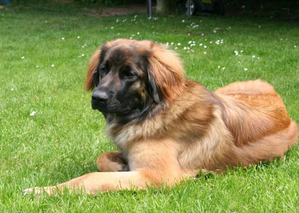 Порода собак леонбергер фото цена 5 Hottest Facts About Giant Leonberger Dog "The New Lion" Dogs, Massive dogs, Gi