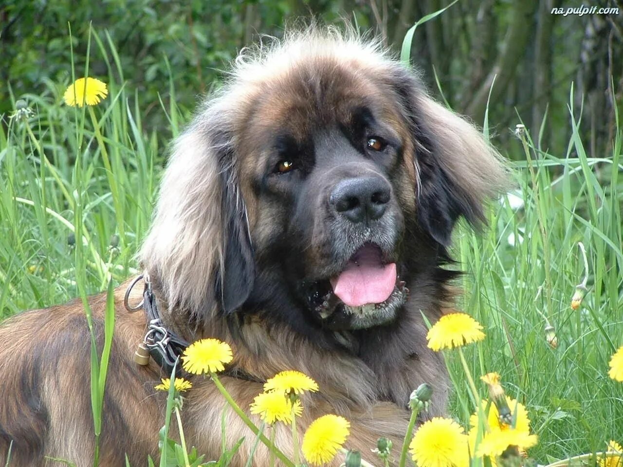 Порода собак леонбергер фото цена описание leonberger-kwiatki-zolte.jpeg (1280 × 960) Leonberger dog, Leonberger, Cute anim