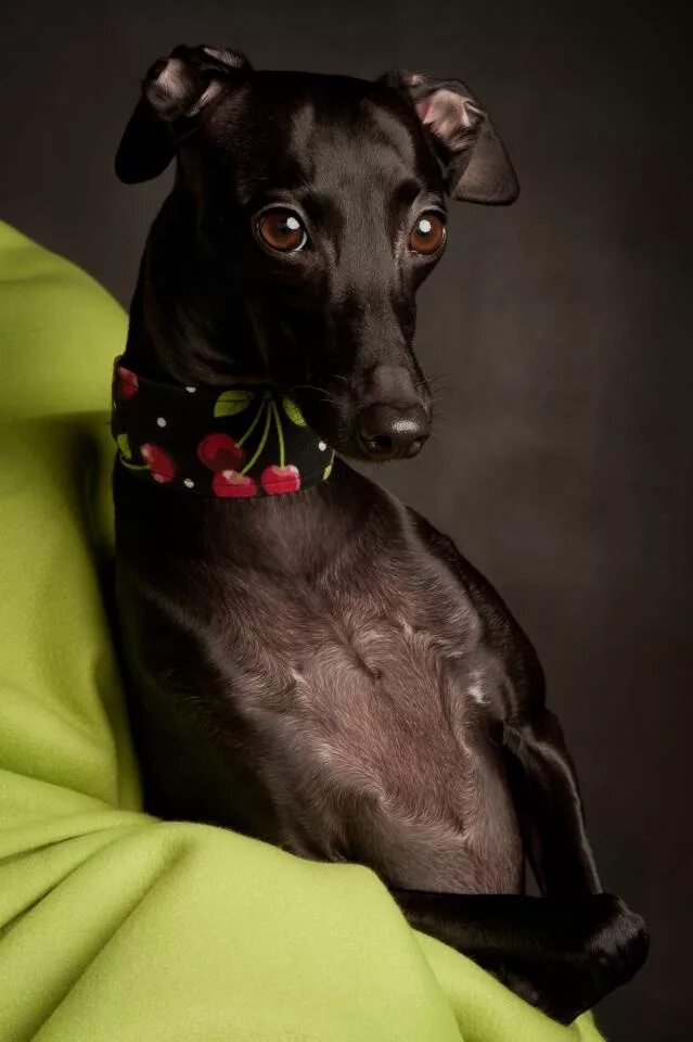 Порода собак левретка фото italian greyhound Italian greyhound dog, Italian greyhound, Greyhound