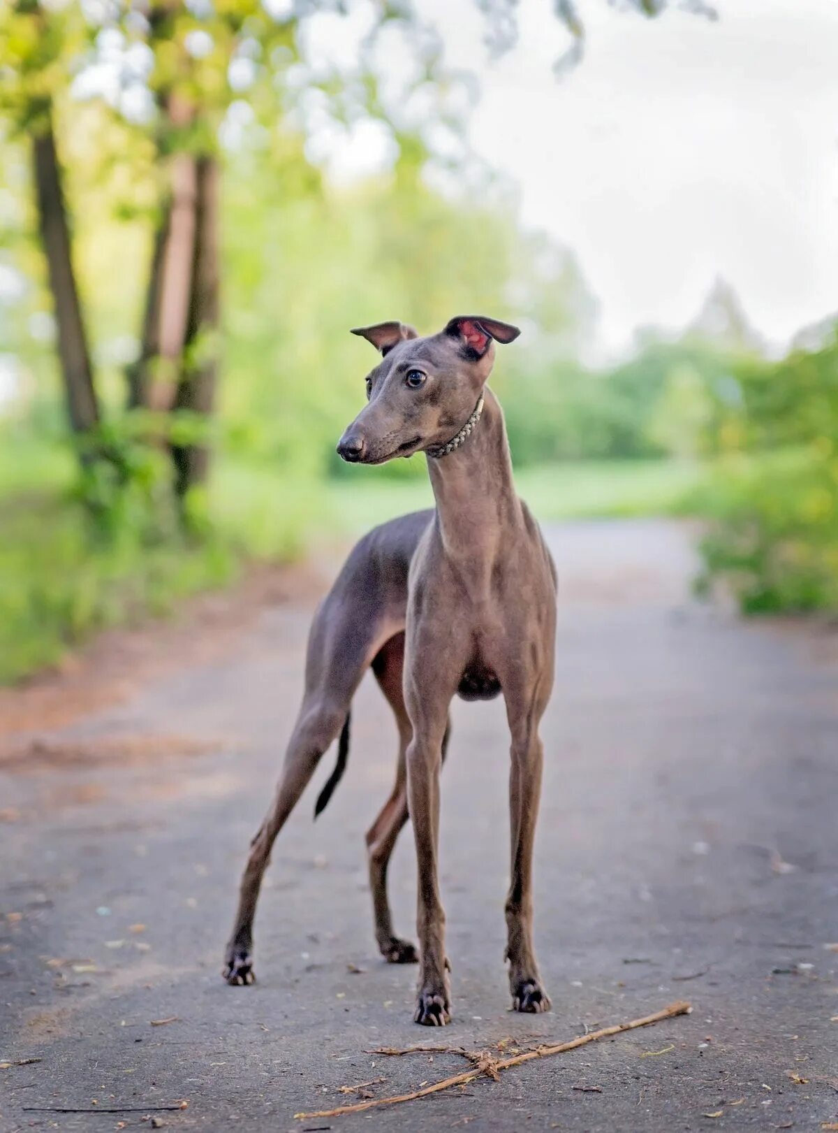 Порода собак левретка фото Italian Greyhound - Fast, Smart And Stubborn Tiny Dog Italian greyhound dog, Gre