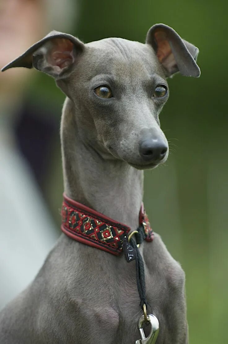 Порода собак левретка фото Pin by NiCorteil F. on Great dogs - The Greyhound Family Italian greyhound dog, 