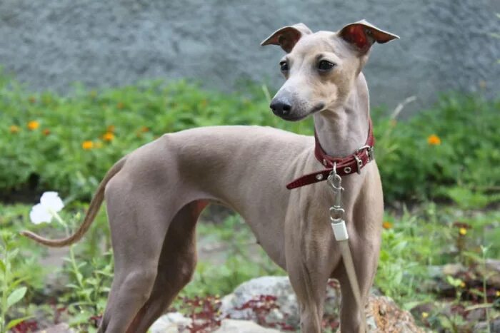 Порода собак левретка фото Italian Greyhound: character, nutrition, training en.petglobals.com