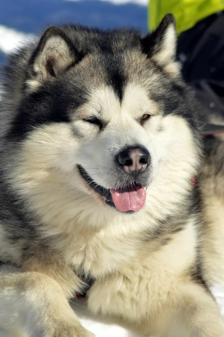 Порода собак маламут фото malamut day Alaskan malamute puppies, Alaskan malamute, Large dog breeds