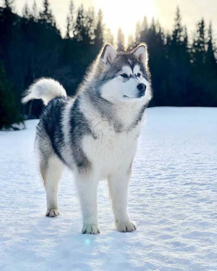 Порода собак маламут фото Vår" 8 months old Greenland dog, Husky dogs, Alaska dog