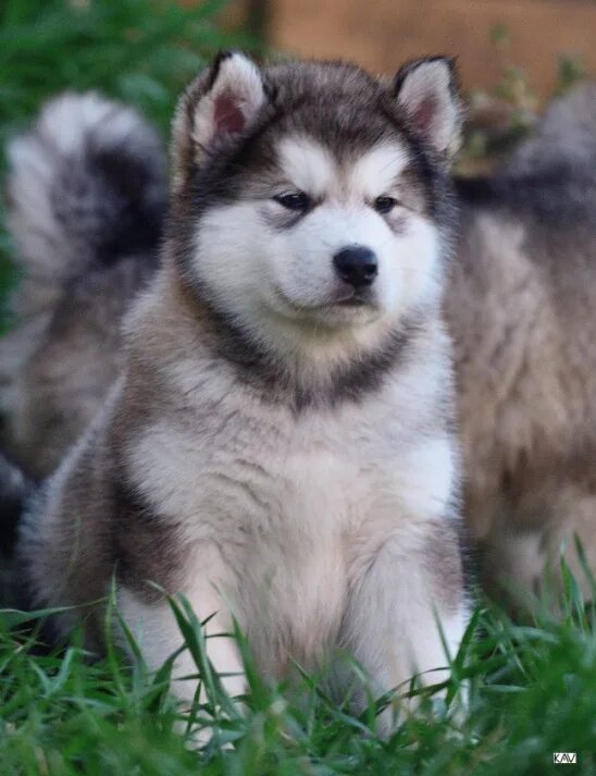 Порода собак маламут фото The Alaskan Malamute. Source: dzen.ru 2023 ОБО ВСЁМ ПОНЕМНОГУ! VK