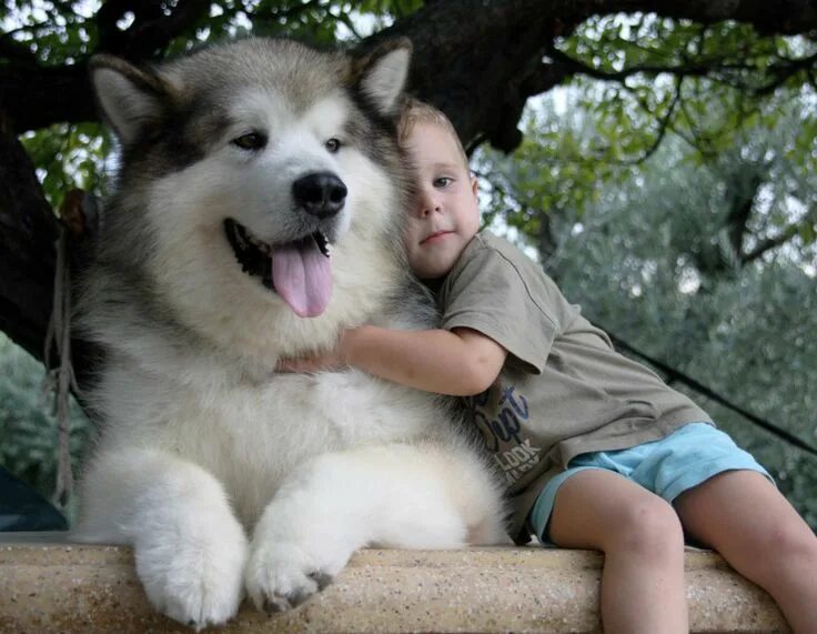 Порода собак маламут фото Alaskan Malamute(Centro Selezione del Biagio) Razze di cani, Cuccioli alaskan ma