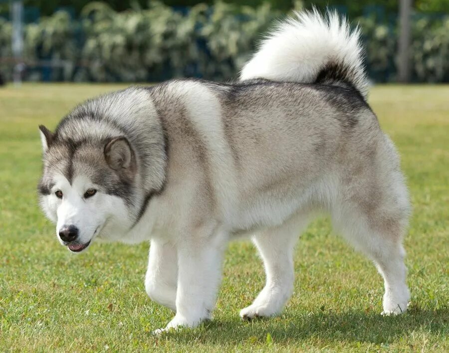 Порода собак маламут фото щенков Alaskan Malamute Malamute dog, Alaskan malamute, Alaskan dog