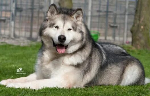 Порода собак маламут фото цена Alaskan malamute Malamute, Malamute dog, Alaskan malamute