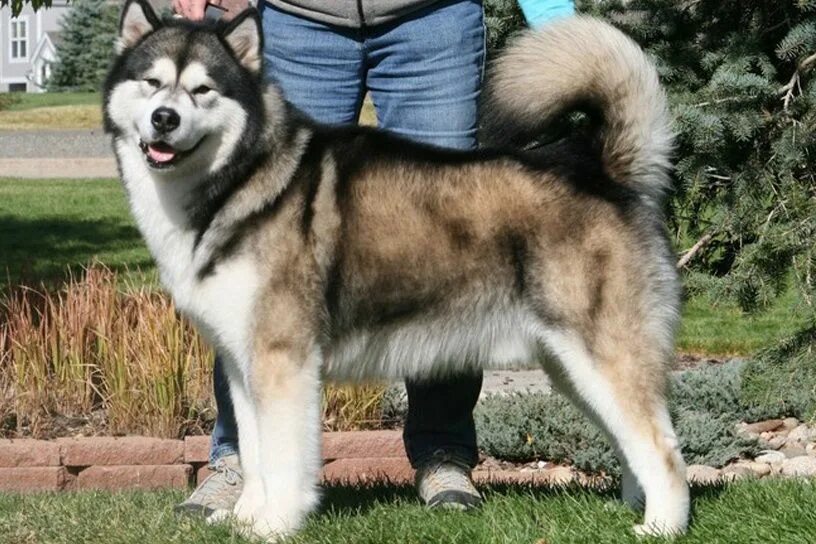 Порода собак маламут фото цена Alaskan malamute, Malamute dog, Siberian husky