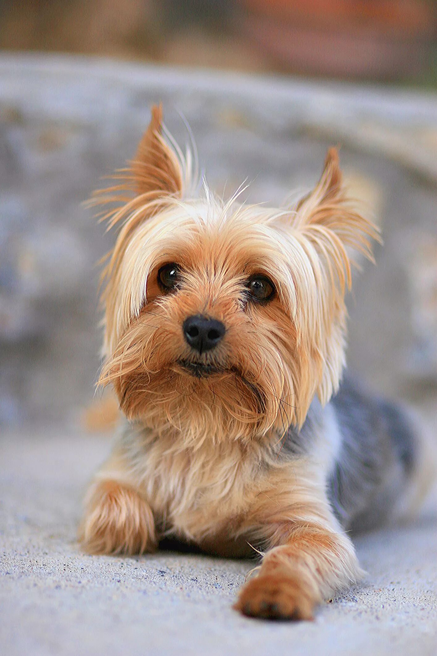 Порода собак маленьких размеров фото A List of Small Dog Breeds That Will Pretty Much Always Look Like Puppies Yorksh