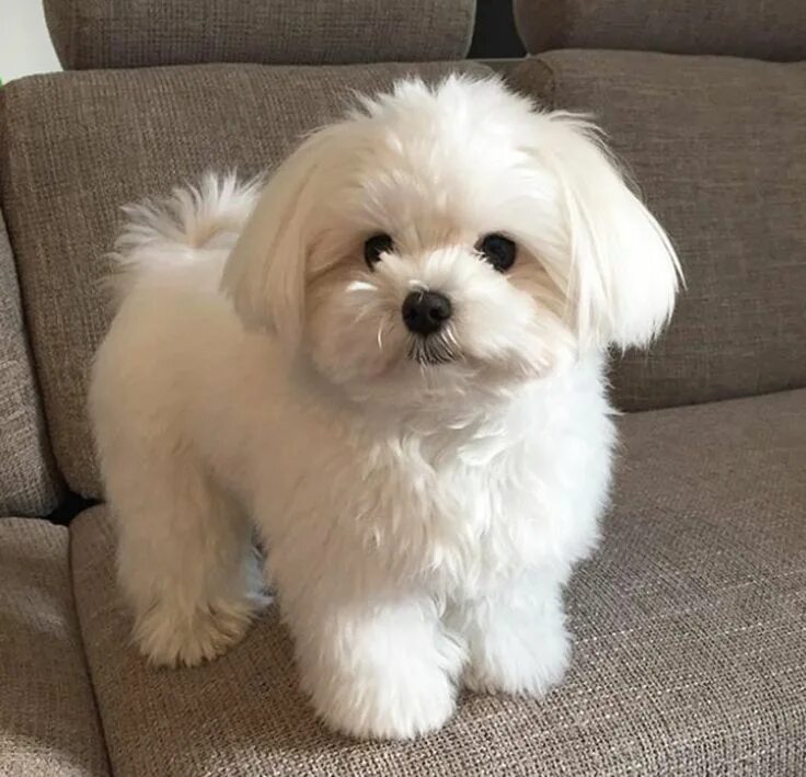 Порода собак маленьких размеров фото и названия Щенок Мальтезе Maltese puppy, Cute dogs, Maltese dogs