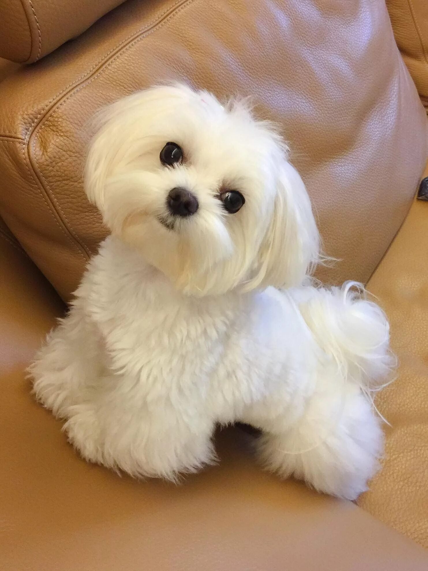 Порода собак мальтезе фото Adorable Maltese Dog Sitting on a Couch