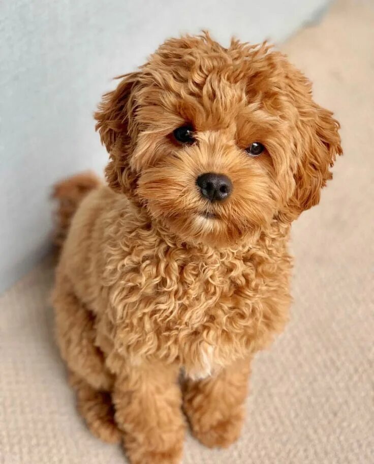 Порода собак мальтипу фото Pin auf Adorable. Babyhunde, Süße hunde welpen, Maltipoo hund