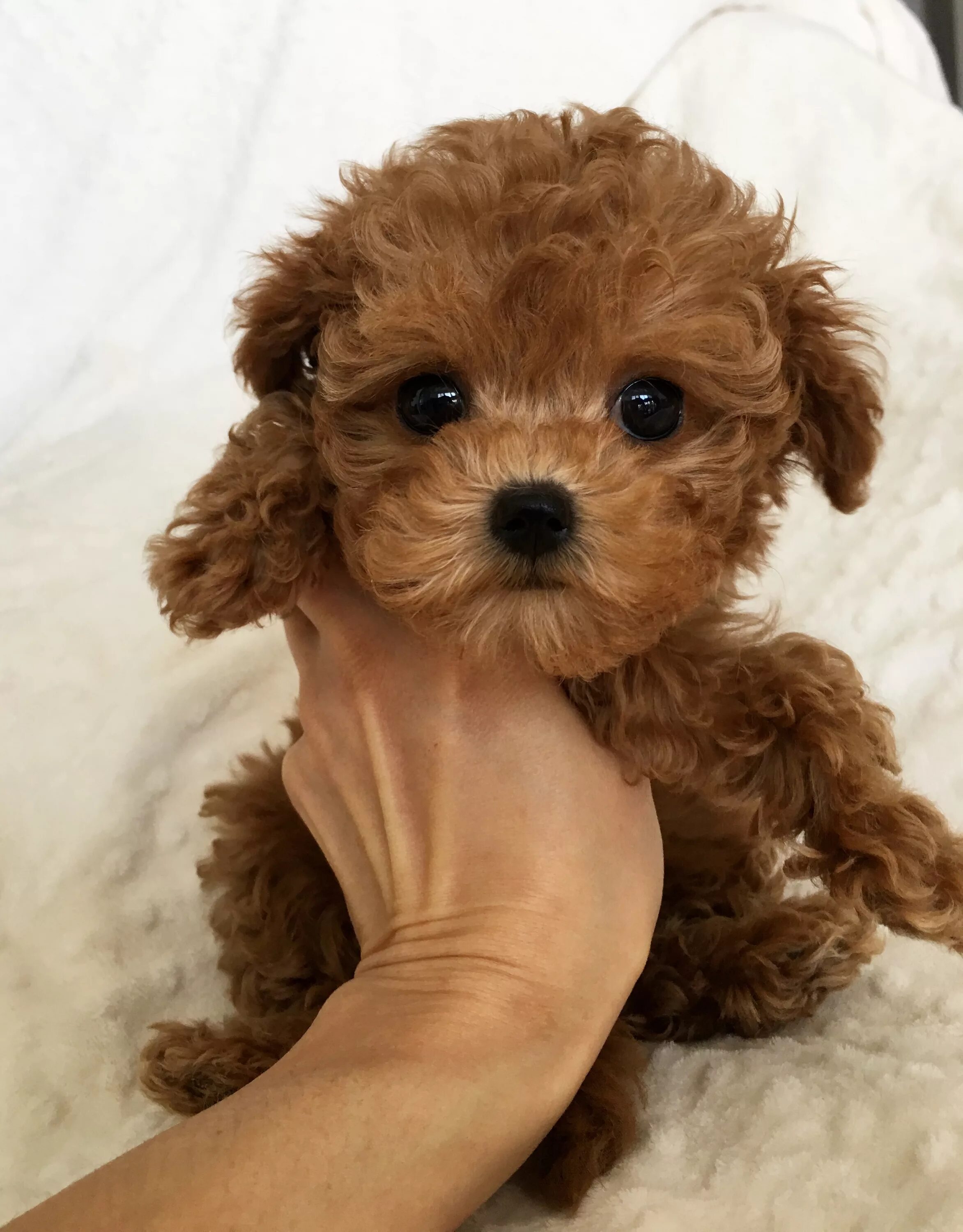 Порода собак мальтипу фото цена спб Teacup maltipoo Multipoo puppy Bebe - iHeartTeacups