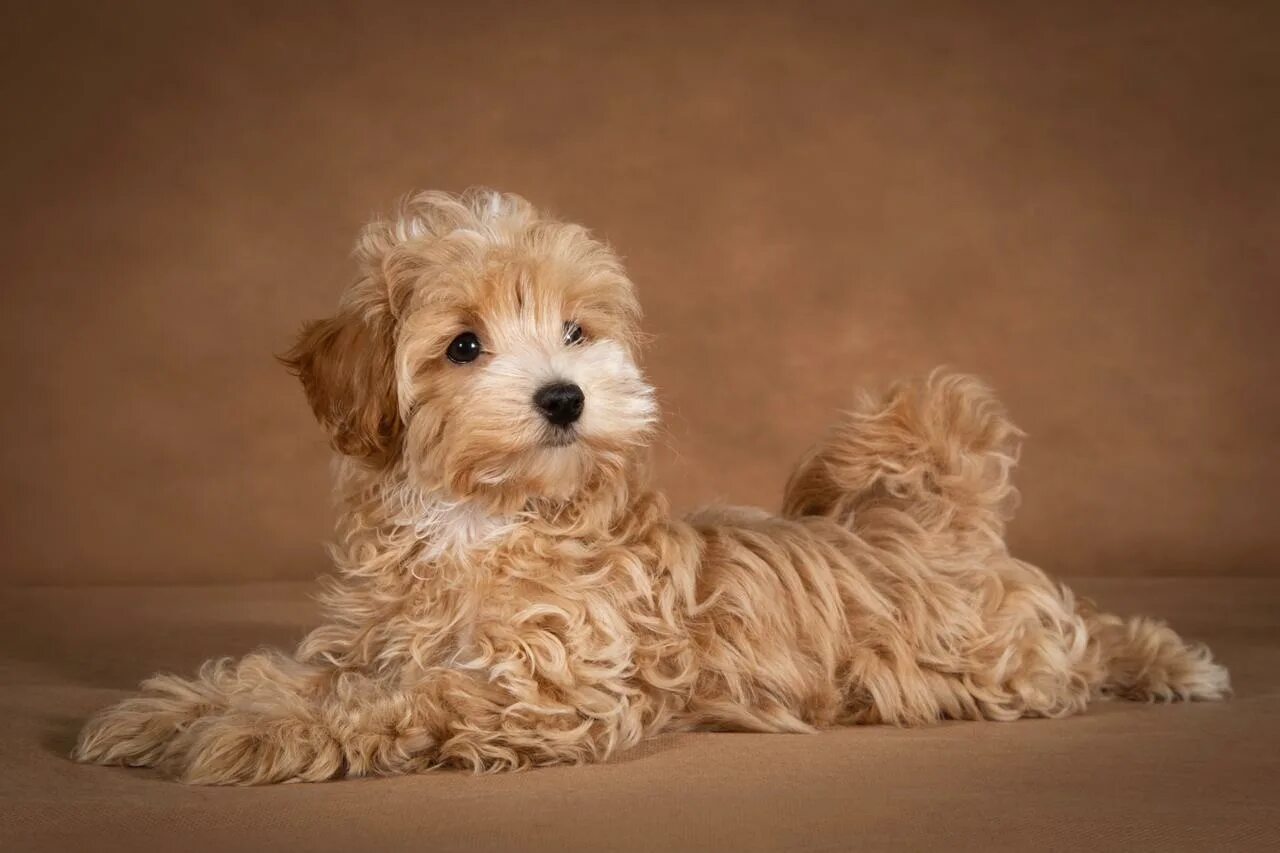 Порода собак мальтипу фото цена спб hanni-maltipoo-dog-36 - Maltipoo Moscow