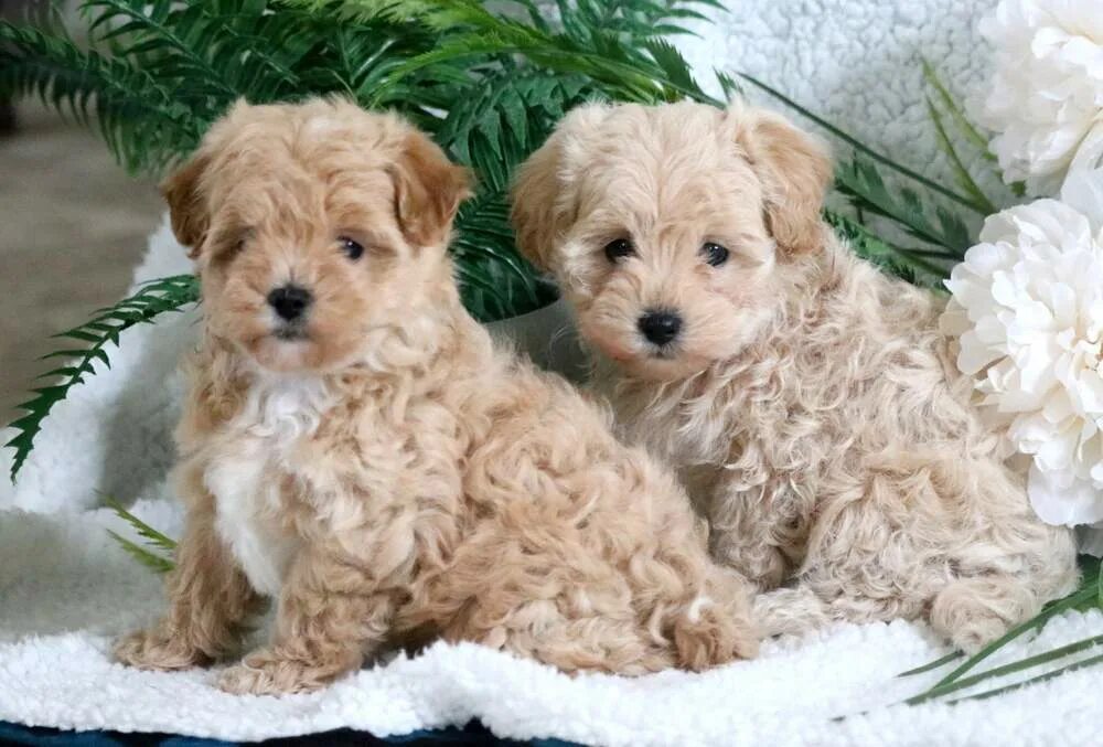 Порода собак мальтипу щенки фото Miniature Poodle Puppies for Sale - Keystone Puppies