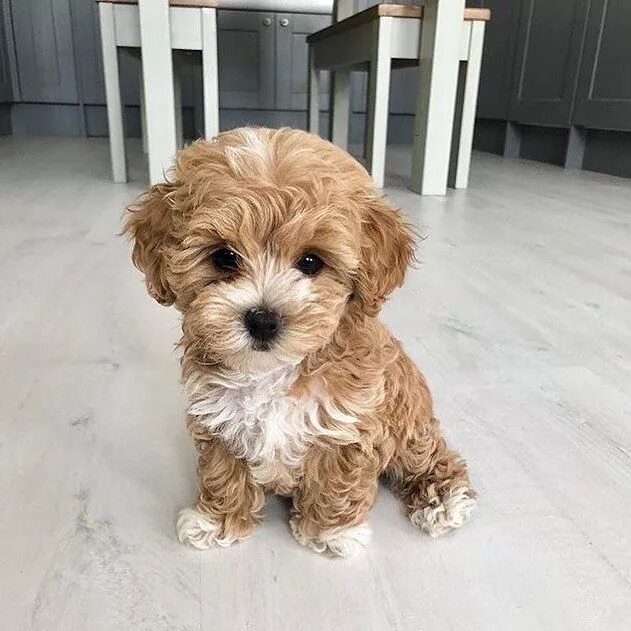 Порода собак мальтипу щенки фото Discover 10 Rare and Adorable Puppy Breeds