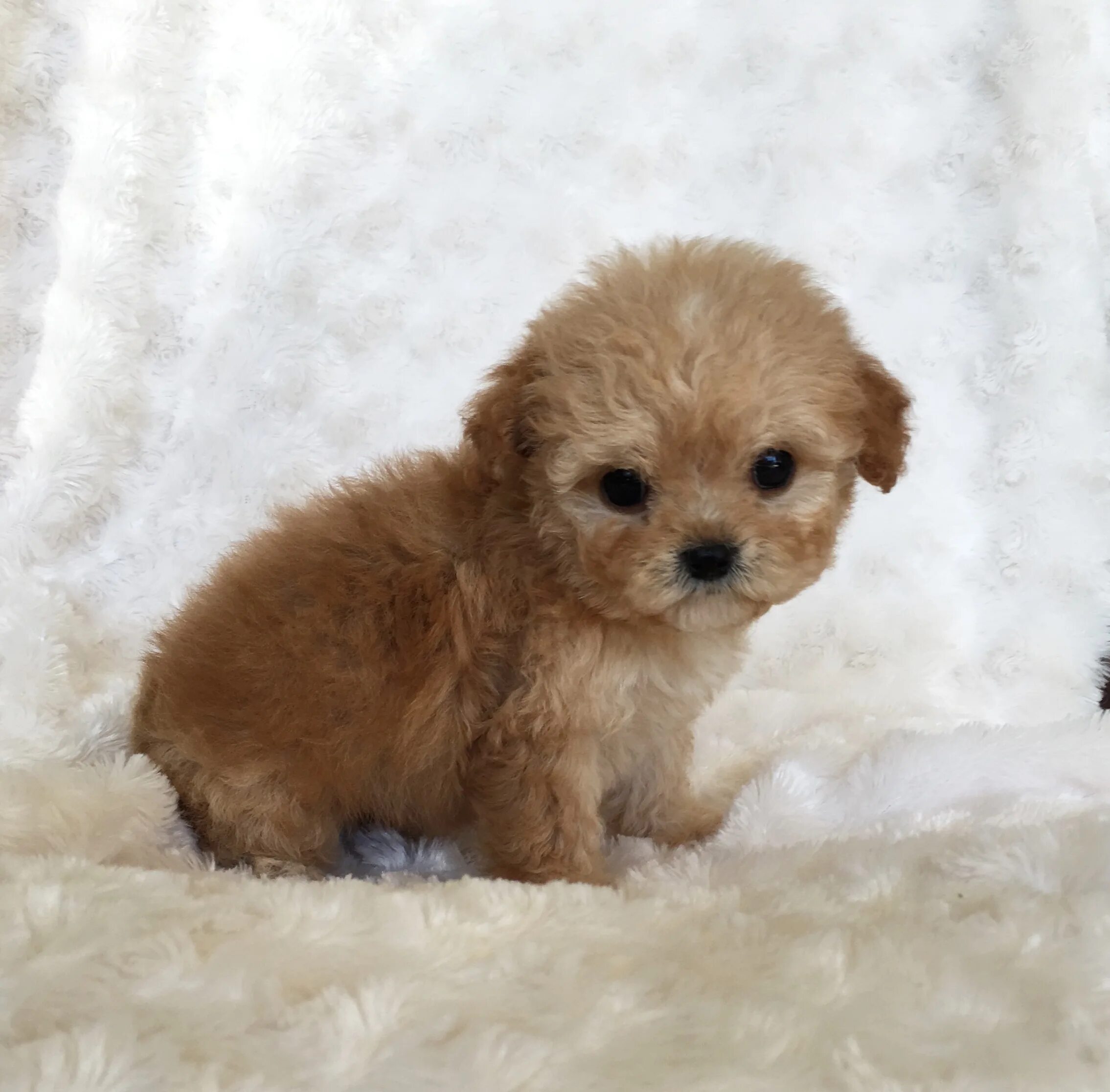 Порода собак мальтипу щенки фото Morkie Puppy Pictures! Happy - iHeartTeacups