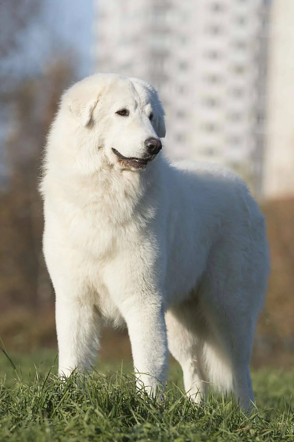 Порода собак маремма абруццкая овчарка фото Italian Shepherd Maremma (PHOTO) - Gorodprizrak