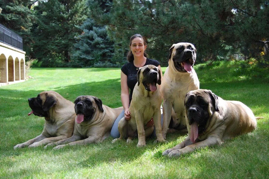 Порода собак мастиф фото Divine Mastiffs Mastiff breeds, English mastiff, English mastiff dog