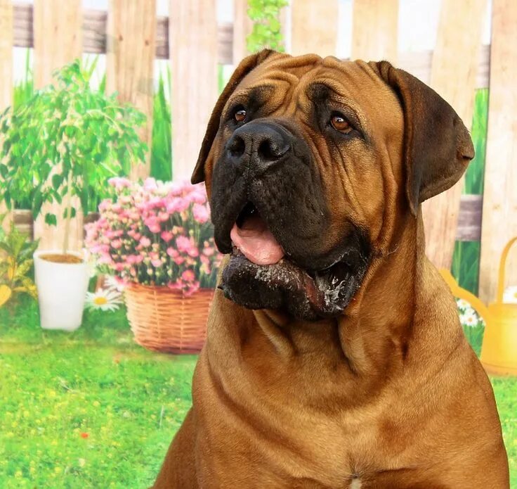 Порода собак мастиф фото Burgundy Mastiff Dog - Free photo on Pixabay English mastiff dog, Dog training, 