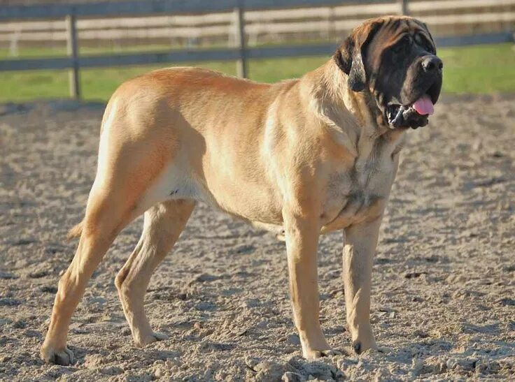 Порода собак мастиф фото Mastiff ( Old English Mastiff ) - Dog Breed Standards English mastiff dog, Dog b