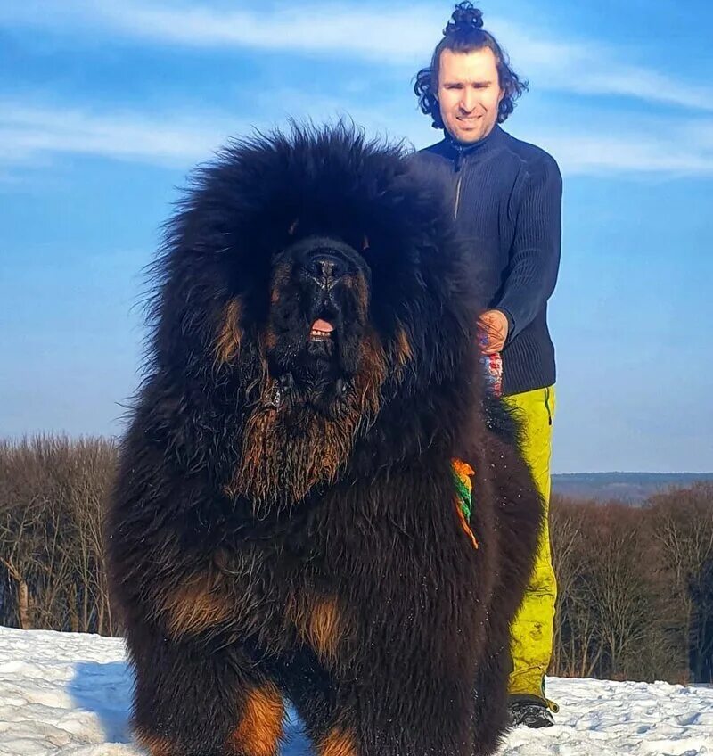 Is Russian Ovcharka the Largest Dog Breed? Giant dog breeds, Large dog breeds, E