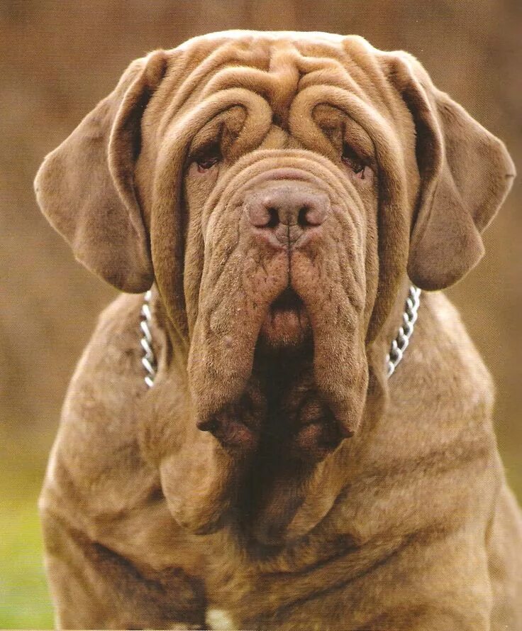 Порода собак мастиф фото Pin on Mastin Napolitano Neapolitan mastiffs, Dog names, Neopolitan mastiff