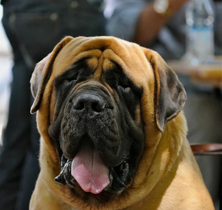 Порода собак мастиф фото Is Russian Ovcharka the Largest Dog Breed? Giant dog breeds, Large dog breeds, E