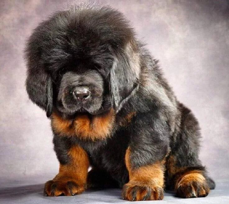 Порода собак мастиф фото Fat Cats Lucky Dogs on X Tibetan mastiff puppy, Giant dog breeds, Tibetan mastif