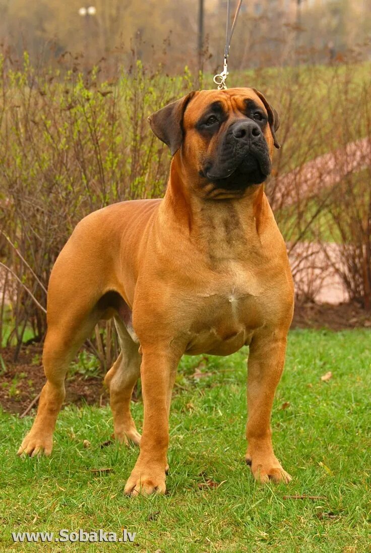 Порода собак молоссы фото Pin by Alex Bazhan on Х Boerboel (South African Mastiff) African boerboel, South