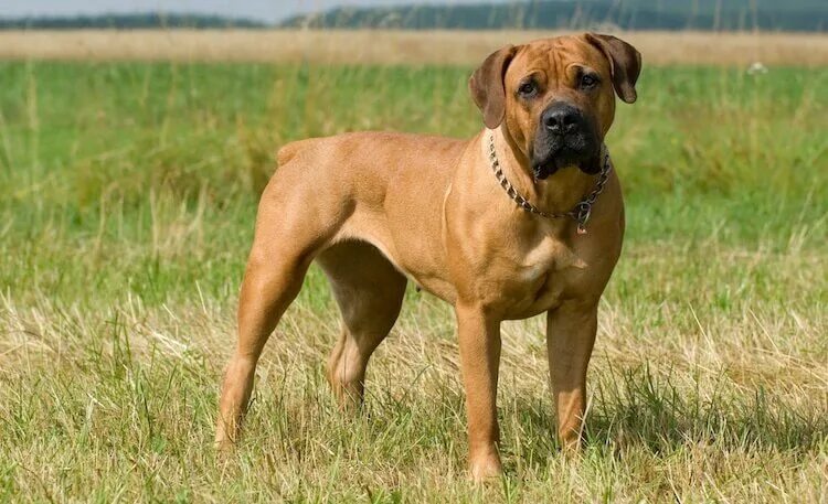 Порода собак молоссы фото Boerboel Dog: What You Should Know About South African Boerboels - All Things Do