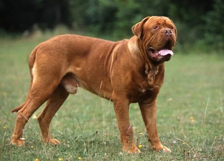 Порода собак молоссы фото Dogue De Bordeaux Information - Dog Breeds at dogthelove Dog toys indestructable