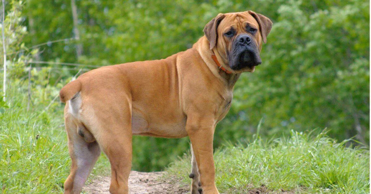 Порода собак молоссы фото different types of big dogs and pictures Cheap - OFF 76