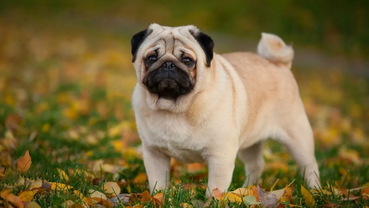 Порода собак мопс фото The Charming and Adorable Pug A Breed Spotlight - YouTube