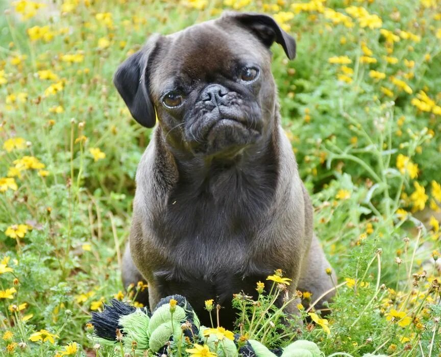 Порода собак мопс фото Pug Dog cute and flowers free image download