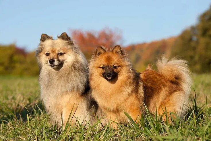 Порода собак немецкий шпиц фото German Spitz (Mittel & Klein) adults Cute small dogs, Dog breeds, Cutest small d