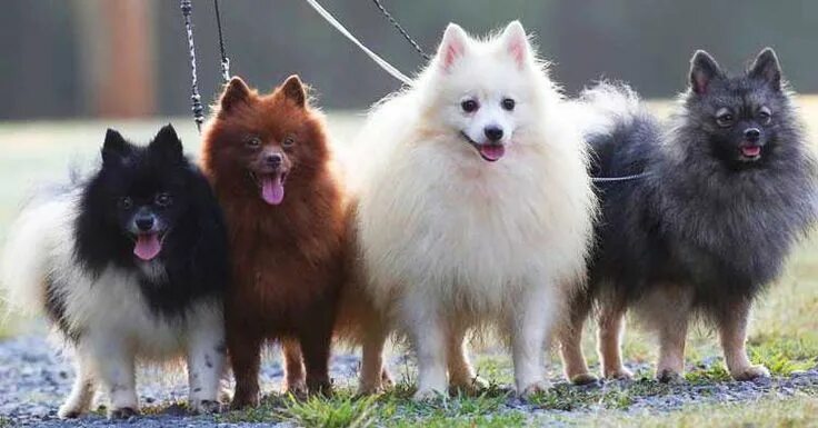 Порода собак немецкий шпиц фото German Spitz Dog Breeds Info Characteristics Facts Spitz dog breeds, Spitz dogs,