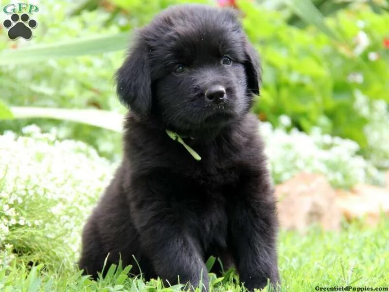 Порода собак ньюфаундленд фото цена щенки Newfoundland gorgeous pups 3 Newfoundland puppies, Dog breeds, Puppies